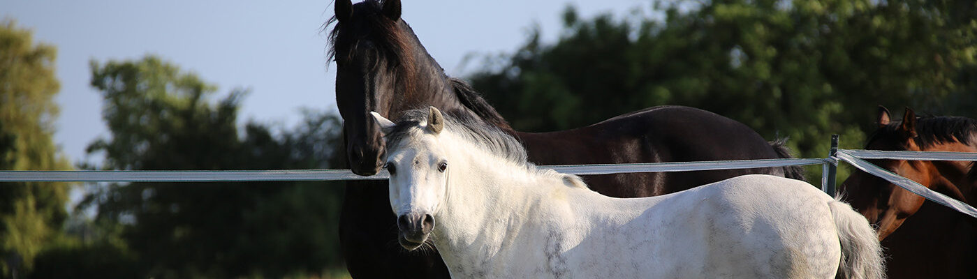Ruby-Stables